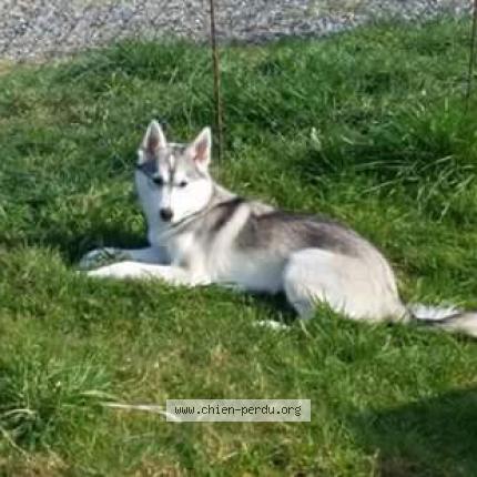 Photo de chien perdu à Dame Marie Les Bois