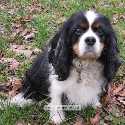 Photo de chien perdu à Montreuil Sous Bois