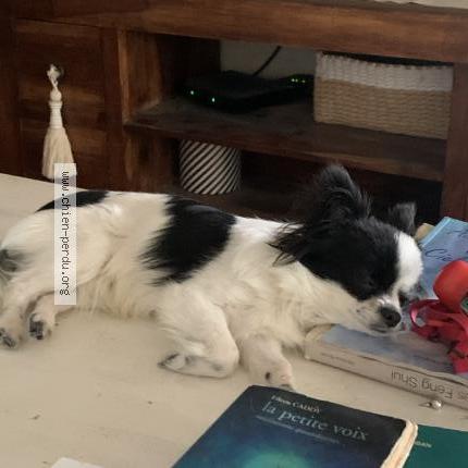 Photo de chien perdu à Perpignan