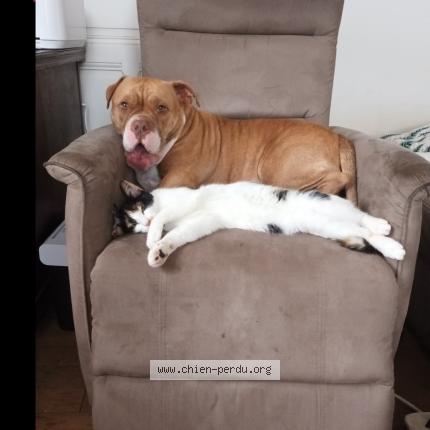 Photo 1/1 Chien retrouvé Perdu à Lapalisse