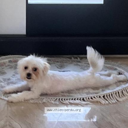 Photo 1/2 Chien retrouvé Perdu à Drancy