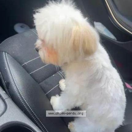 Photo 2/2 Chien retrouvé Perdu à Drancy