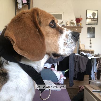 Photo 1/1 Chien retrouvé Perdu à Saint jean du castillonnais