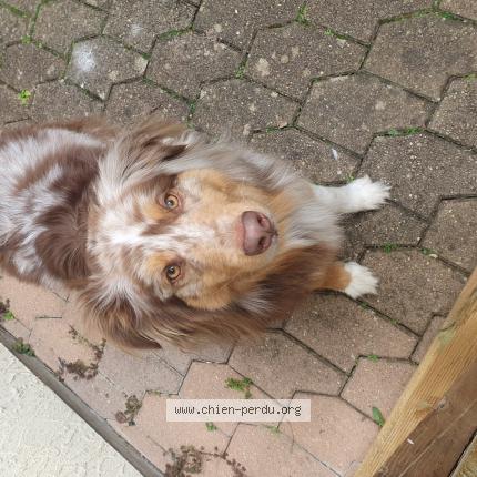 Photo 1/1 Chien retrouvé Trouvé à Leyment