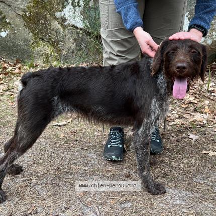 Photo 1/1 Chien retrouvé Trouvé à Samois sur seine
