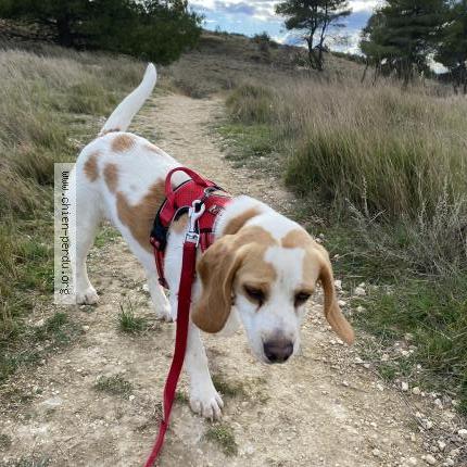 Photo de chien perdu à Nissan Lez Enserune