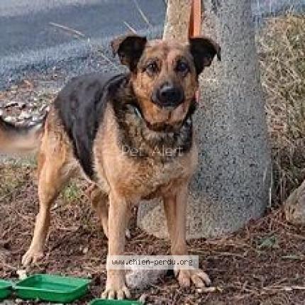 Photo 1/1 Chien retrouvé Trouvé à Canohes