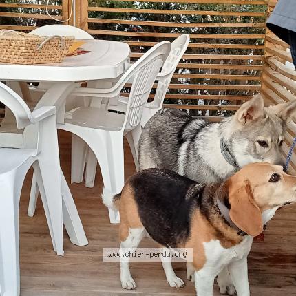 Photo 1/1 Chien retrouvé Perdu à Saint aygulf