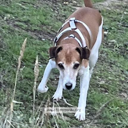 Photo 2/2 Chien retrouvé Perdu à Aix en provence