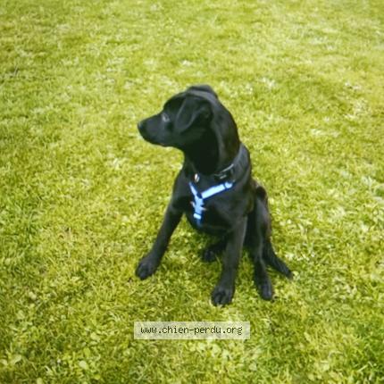 Photo 1/1 Chien retrouvé Perdu à Brest