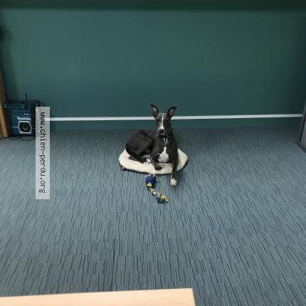 Photo 1/1 Chien retrouvé Perdu à Toulouse