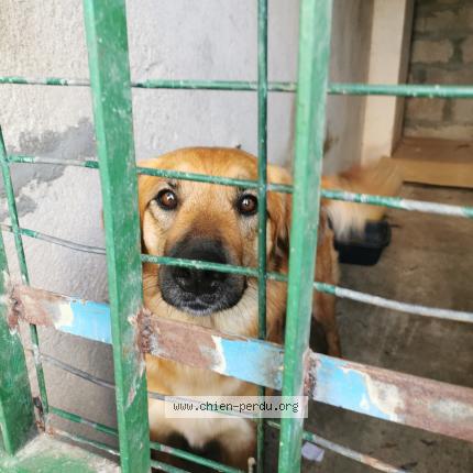 Photo 1/1 Chien retrouvé Trouvé à St martin d ary
