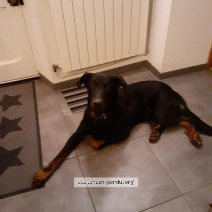 Photo de chien perdu à Pexiora