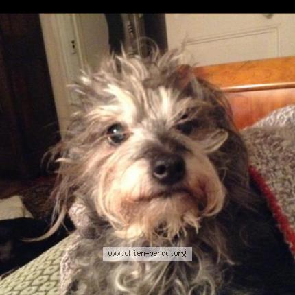 Photo 1/1 Chien retrouvé Perdu à Dives sur mer