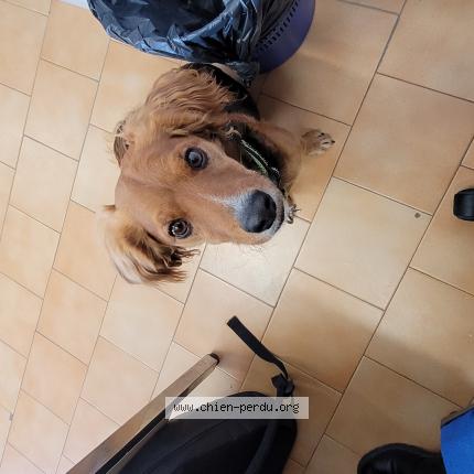 Photo 1/1 Chien retrouvé Perdu à Gignac la nerthe