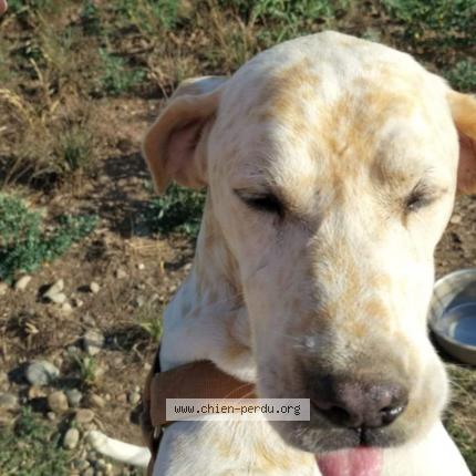 Photo 1/1 Chien retrouvé Perdu à Cazeres