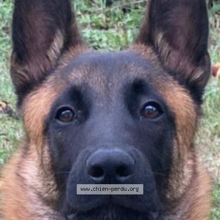 Photo 1/1 Chien retrouvé Perdu à Cinqueux