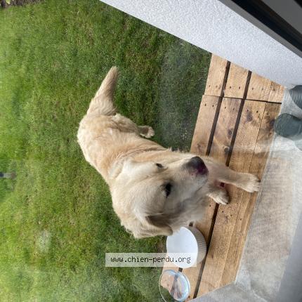 Photo 1/1 Chien retrouvé Trouvé à Vannes