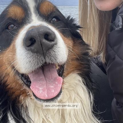 Photo 1/1 Chien retrouvé Perdu à Anthy sur leman
