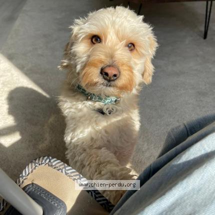 Photo 1/1 Chien retrouvé Perdu à Sainte genevieve des bois