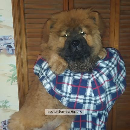 Photo 1/1 Chien retrouvé Perdu à Chabons