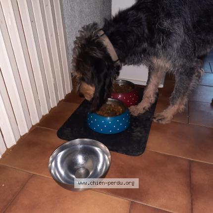 Photo 1/1 Chien retrouvé Perdu à Valaurie