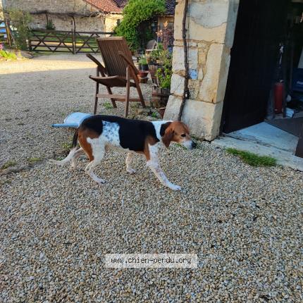 Photo 1/1 Chien retrouvé Trouvé à Chatain