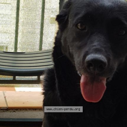 Photo 1/1 Chien retrouvé Perdu à Pontoise