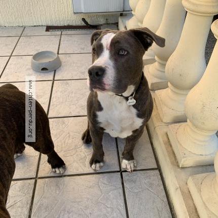 Photo 1/1 Chien retrouvé Trouvé à Chatellerault