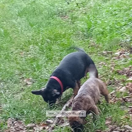 Photo 1/1 Chien retrouvé Perdu à Damemarie les lys
