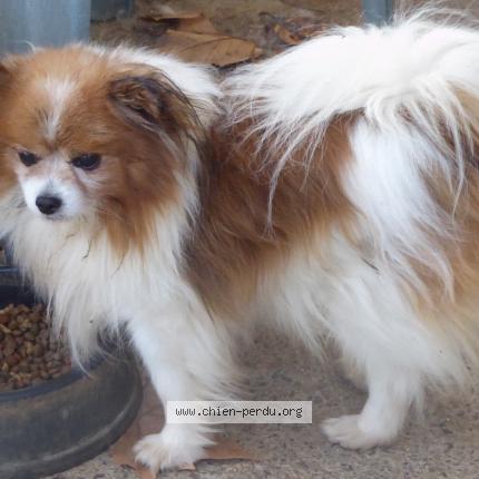 Photo 1/1 Chien retrouvé Perdu à Cazouls les beziers