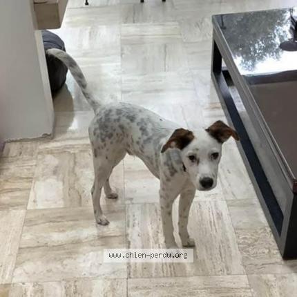 Photo de chien perdu à Igny