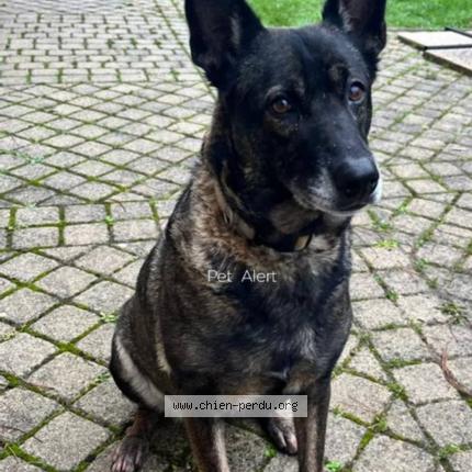 Photo de chien perdu à Charnizay