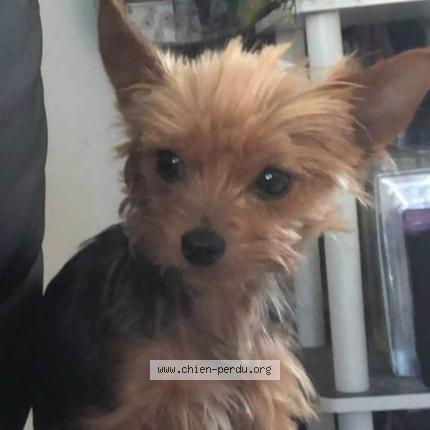 Photo 1/1 Chien retrouvé Perdu à St amand montrons