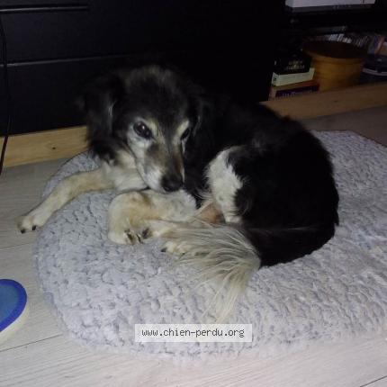 Photo de chien perdu à Ploujean