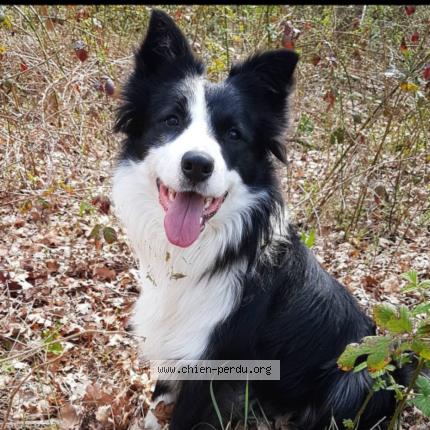 Photo de chien perdu à Saint Dizier