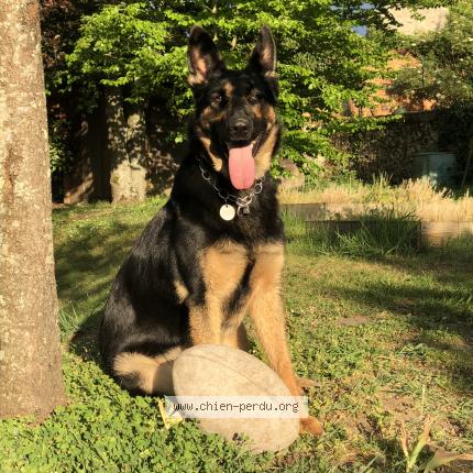 Photo 1/1 Chien retrouvé Perdu à Auffargis