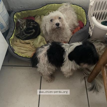 Photo 1/1 Chien retrouvé Perdu à St manvieu norrey