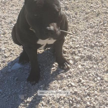 Photo 1/1 Chien retrouvé Perdu à Montauban