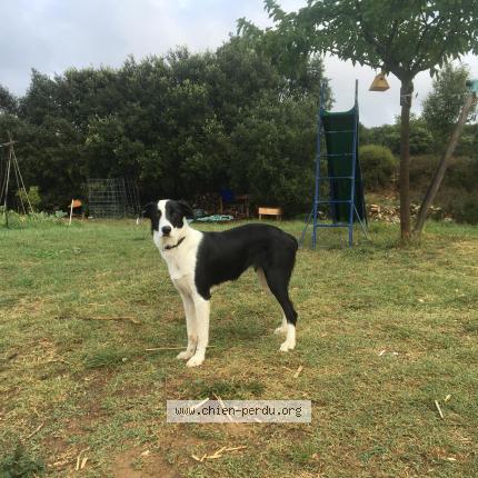 Photo 1/2 Chien retrouvé Perdu à St marcel de careiret
