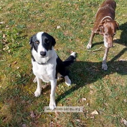 Photo 2/2 Chien retrouvé Perdu à St marcel de careiret