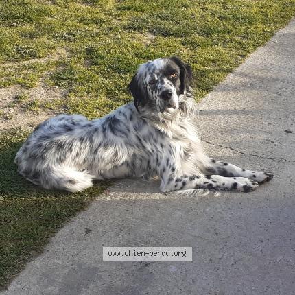 Photo 1/1 Chien retrouvé Perdu à Grezillac