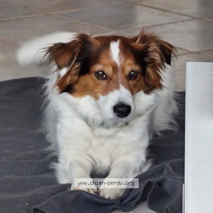 Photo 1/1 Chien retrouvé Perdu à Porcheville
