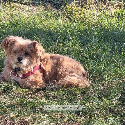 Photo 1/1 Chien retrouvé Perdu à Sadirac 33670