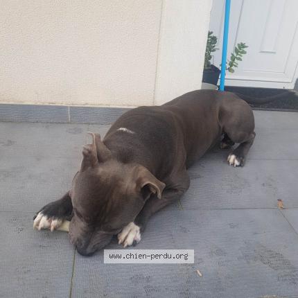 Photo 1/1 Chien retrouvé Trouvé à Brie comte robert