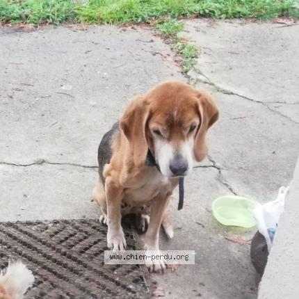 Photo 1/1 Chien retrouvé Perdu à Duneau