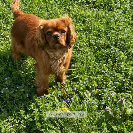 Photo 1/2 Chien retrouvé Perdu à Morsang sur orge