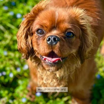 Photo 2/2 Chien retrouvé Perdu à Morsang sur orge