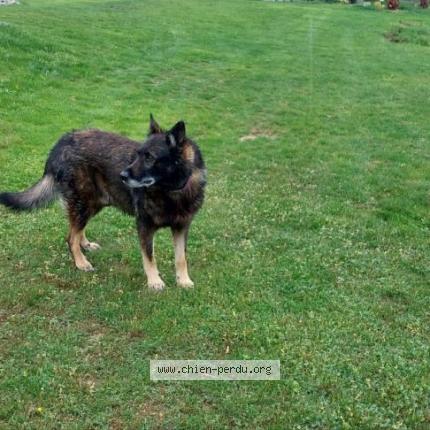 Photo de chien trouvé à Layrac