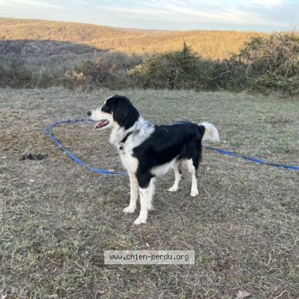 Photo 1/1 Chien retrouvé Perdu à Cahors